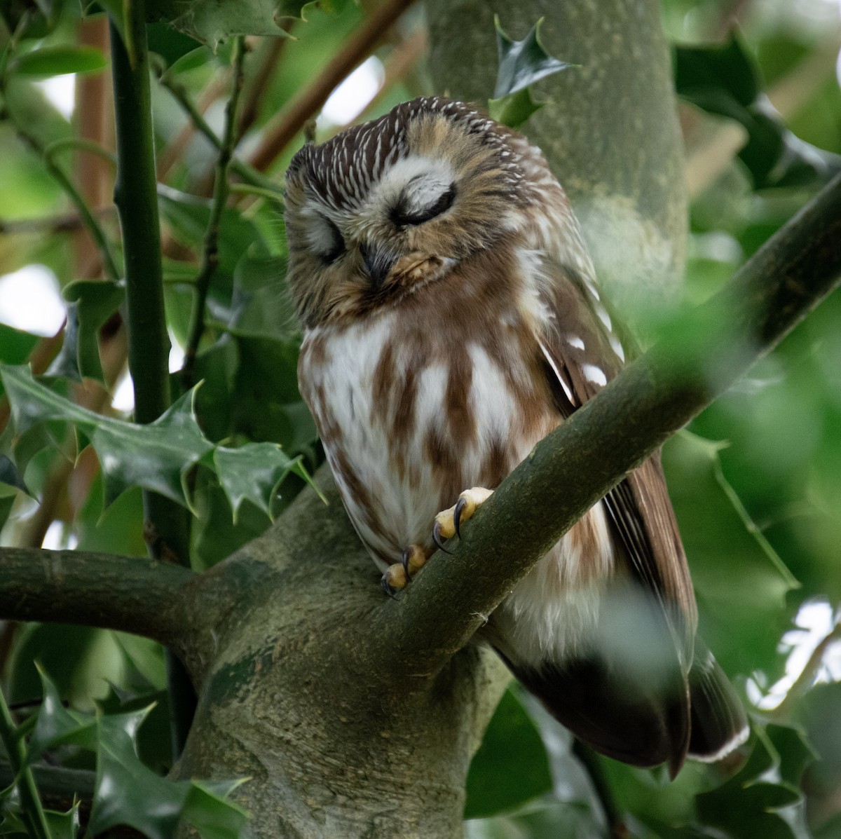 Northern Saw-whet Owl - Alanna Froese
