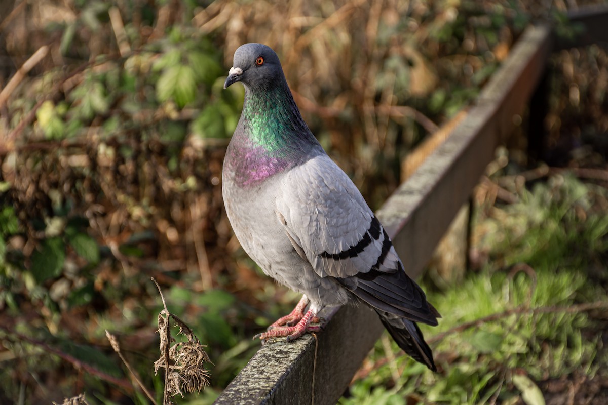 Rock Pigeon (Feral Pigeon) - Alanna Froese