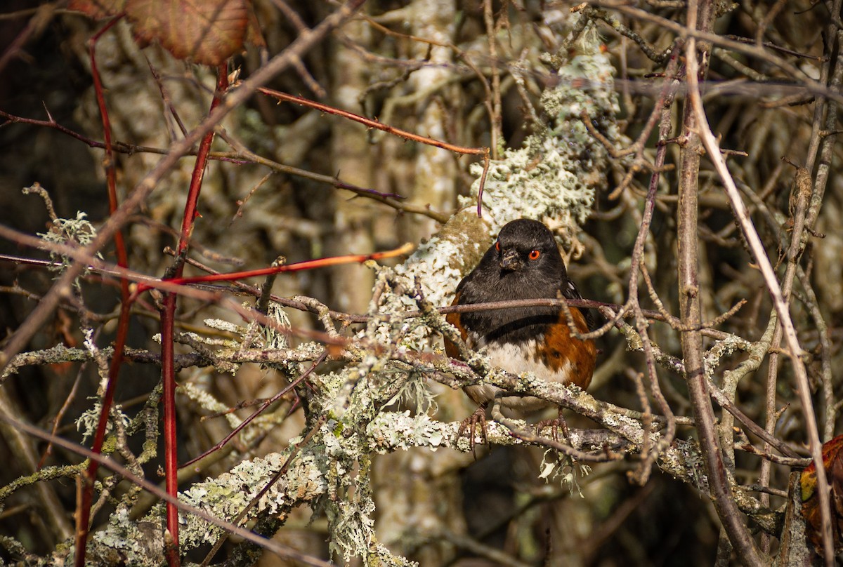 Spotted Towhee - ML387881811