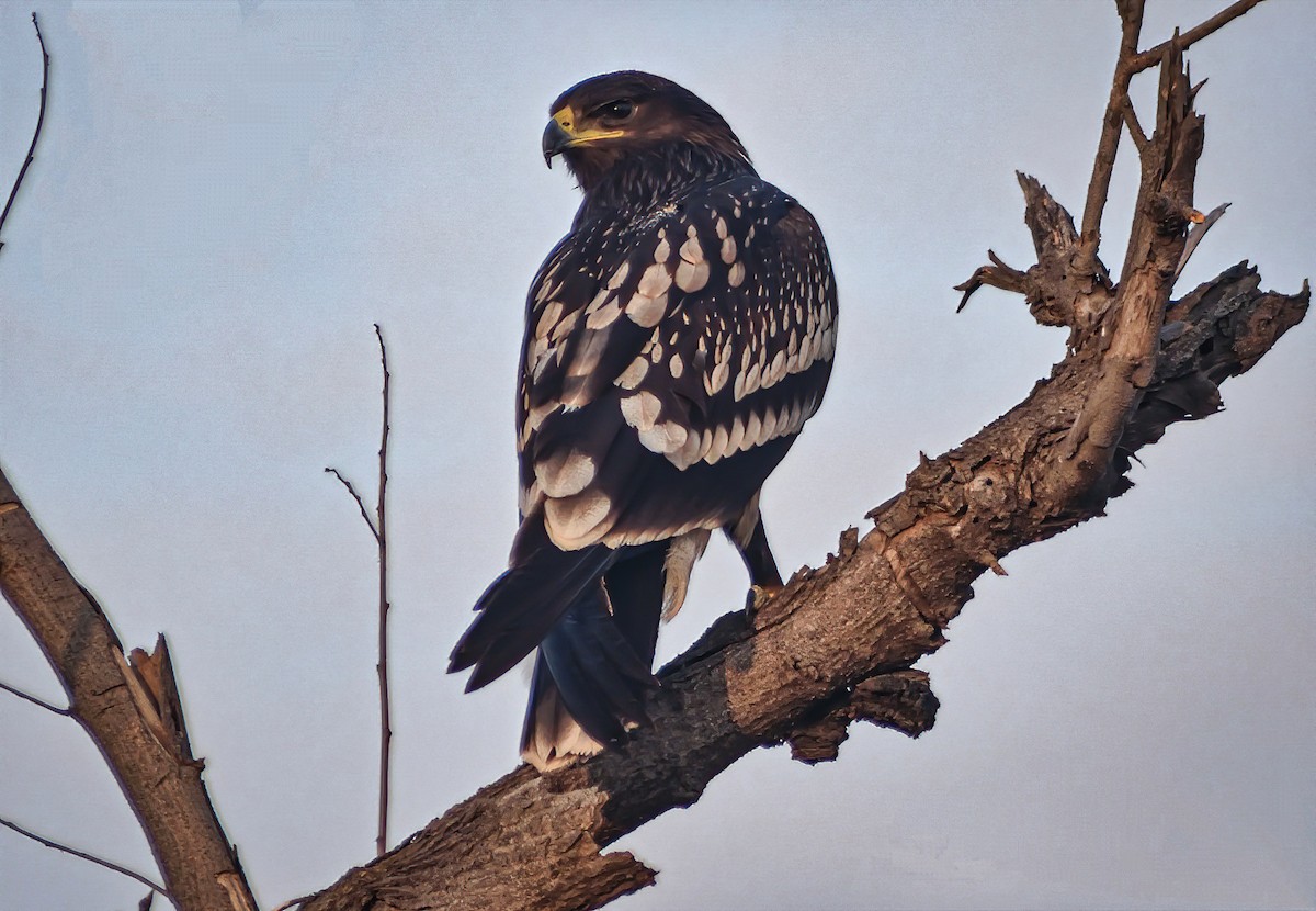 Greater Spotted Eagle - ML387890521