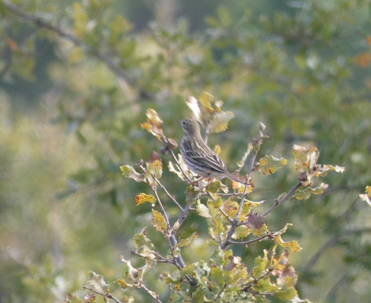 pipit sp. - ML387891071
