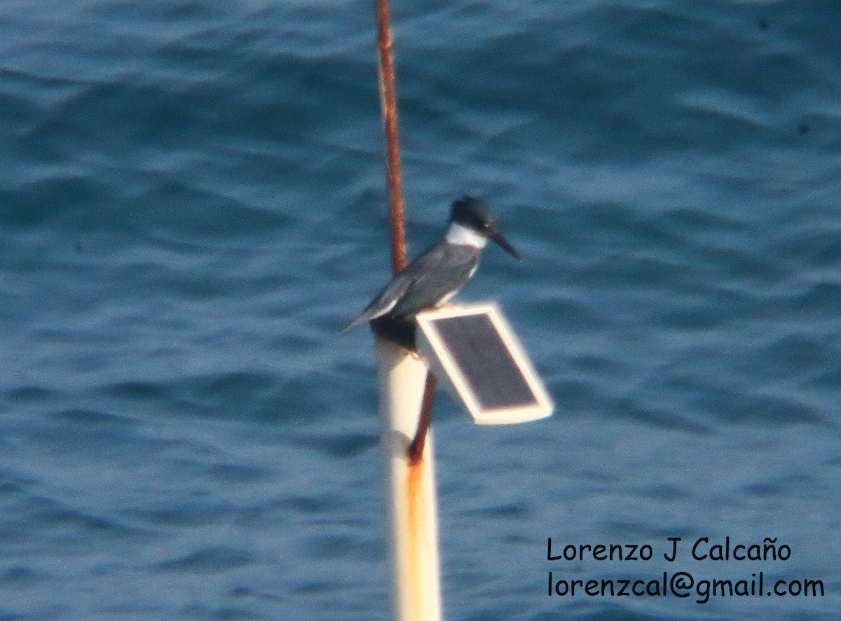 Belted Kingfisher - Lorenzo Calcaño