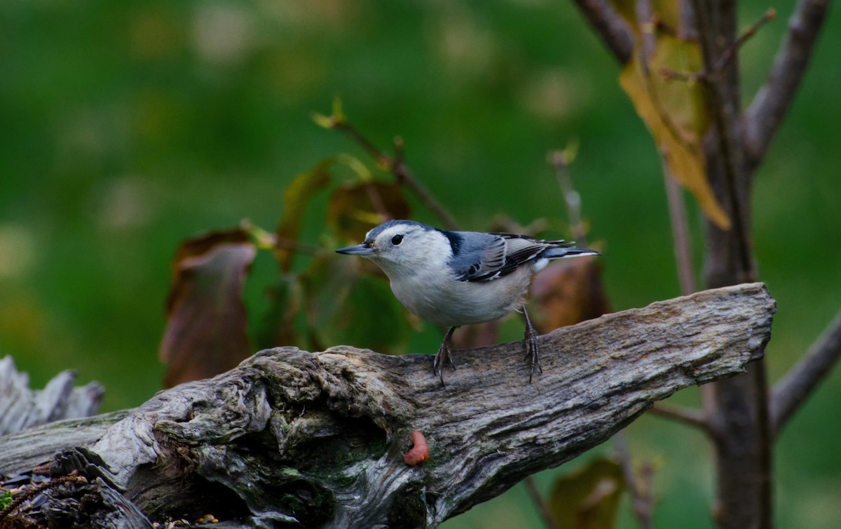 White-breasted Nuthatch - Robert Plante