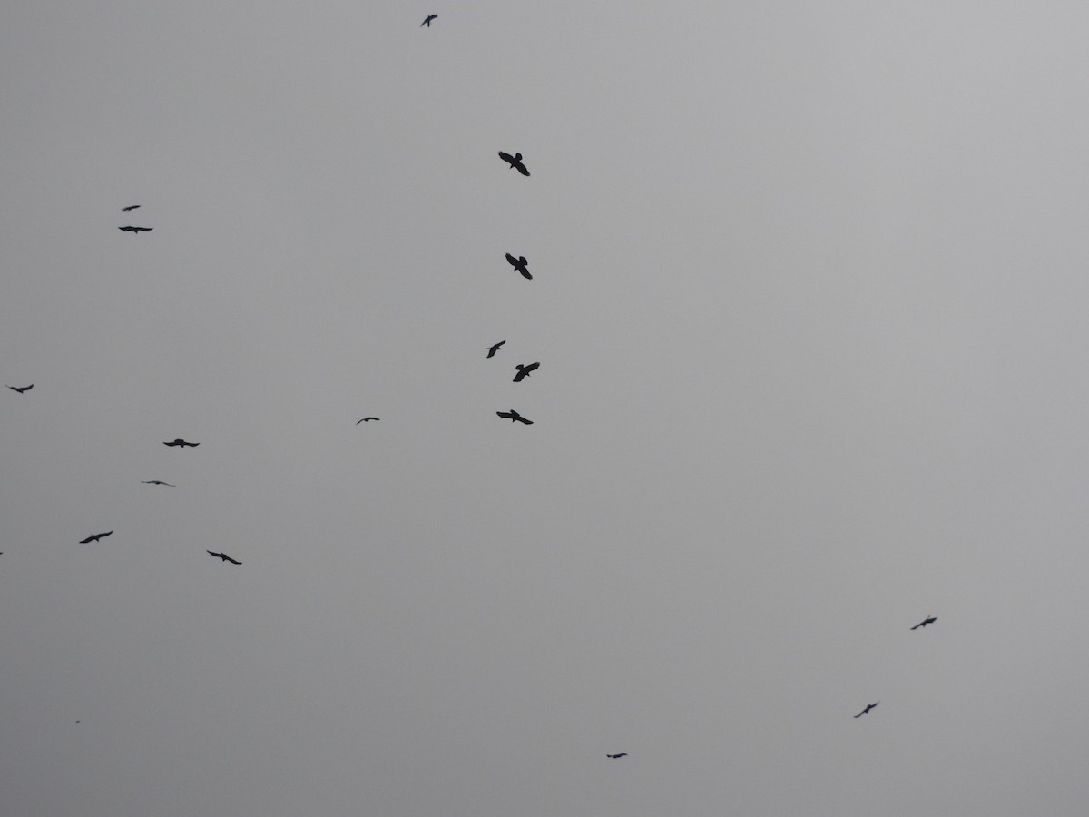 Large-billed Crow (Large-billed) - ML38789511