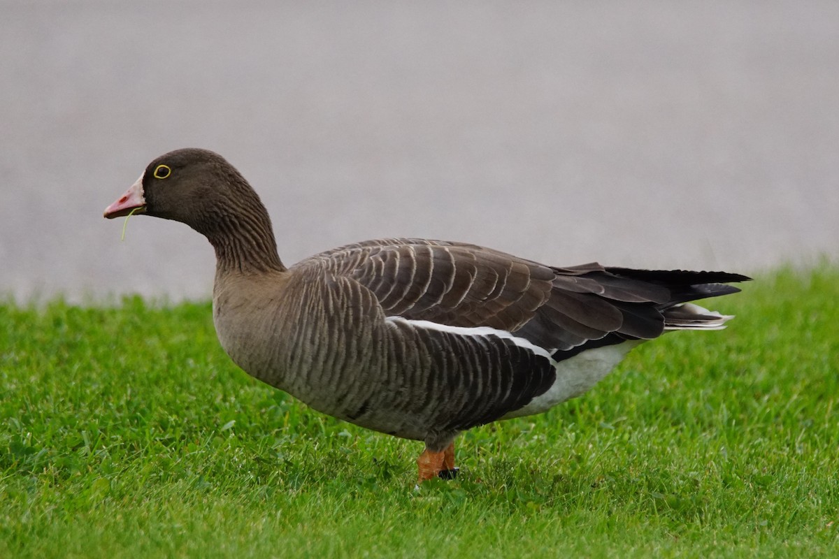 Lesser White-fronted Goose - ML387899431