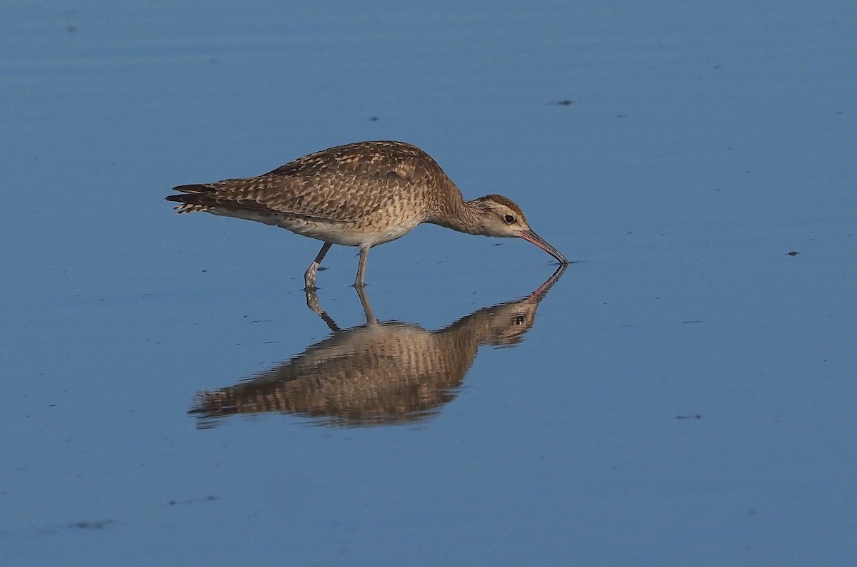 Little Curlew - ML387900361