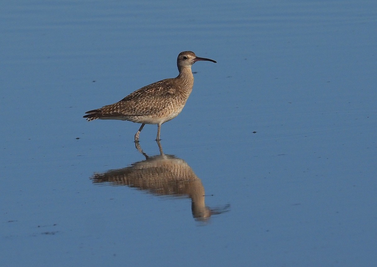 Little Curlew - ML387900401
