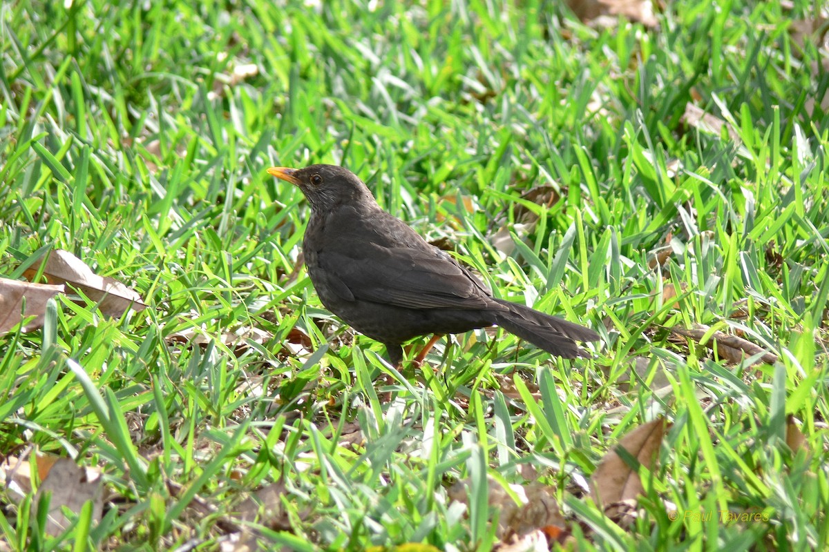 Eurasian Blackbird - ML38790141