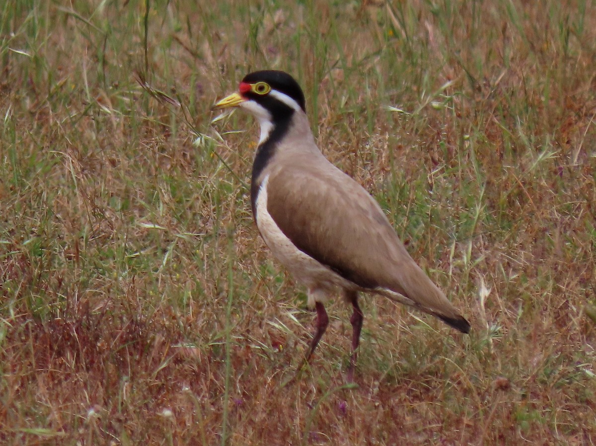 Banded Lapwing - ML387905811