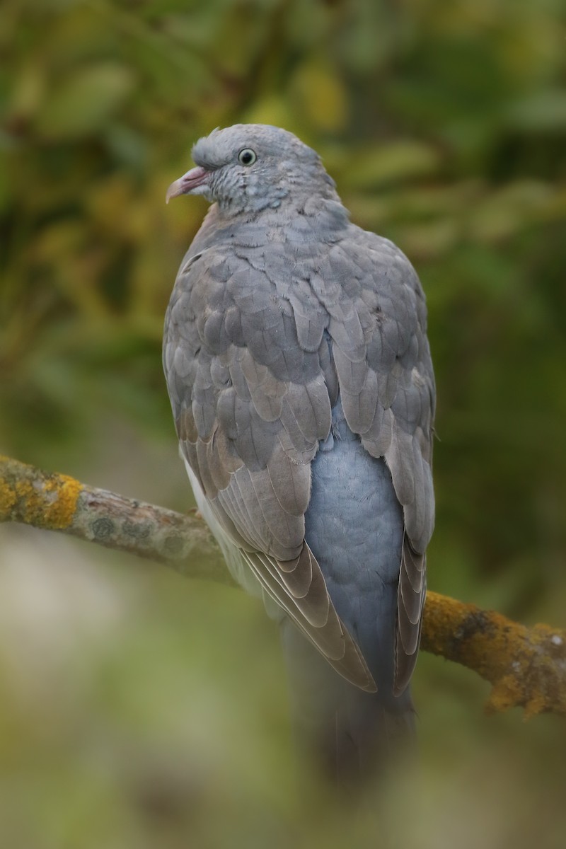 Common Wood-Pigeon - ML387907231
