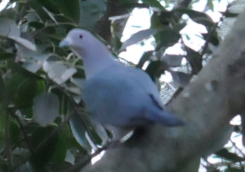 Green Imperial-Pigeon - ML387909191