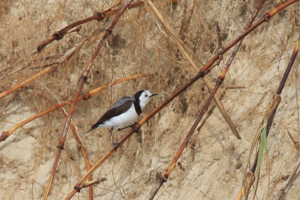 White-fronted Chat - ML387910931