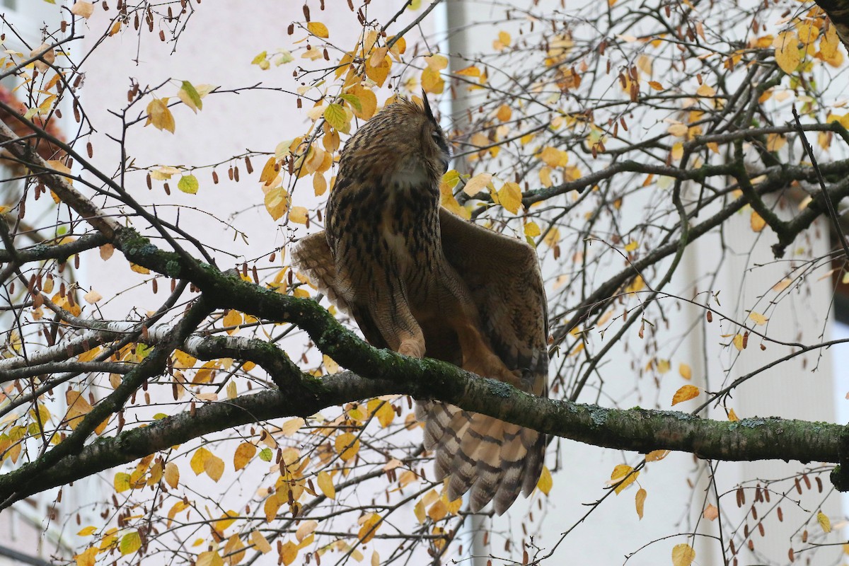 Eurasian Eagle-Owl - ML387912561