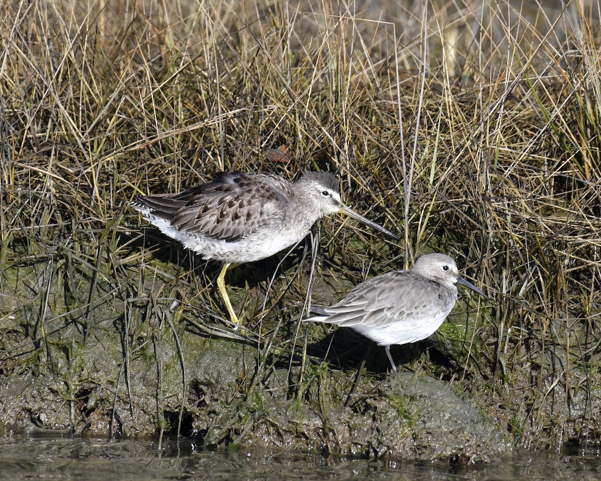 Long-billed Dowitcher - ML387913161