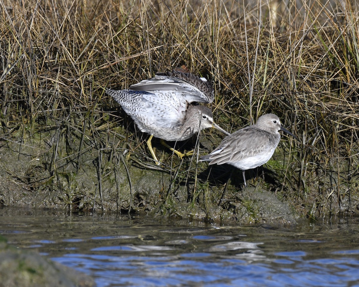Long-billed Dowitcher - ML387913171