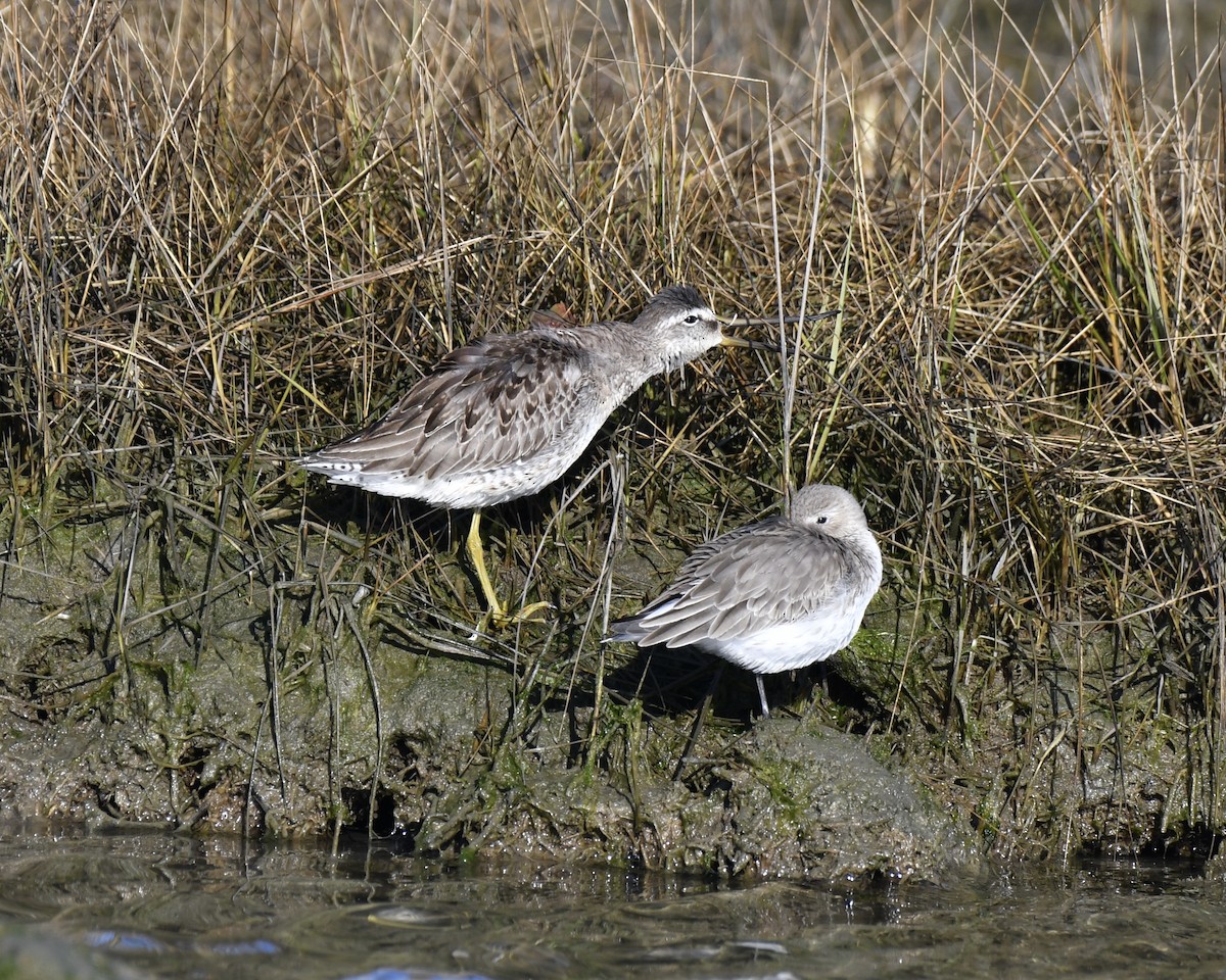 Long-billed Dowitcher - ML387913191