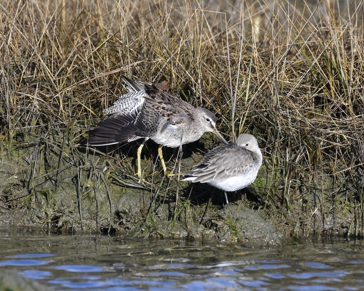 Long-billed Dowitcher - ML387913201