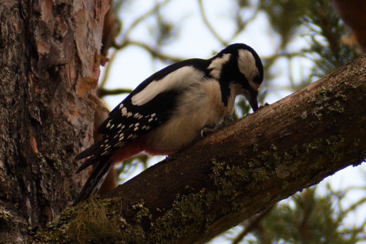 Great Spotted Woodpecker - ML387915471