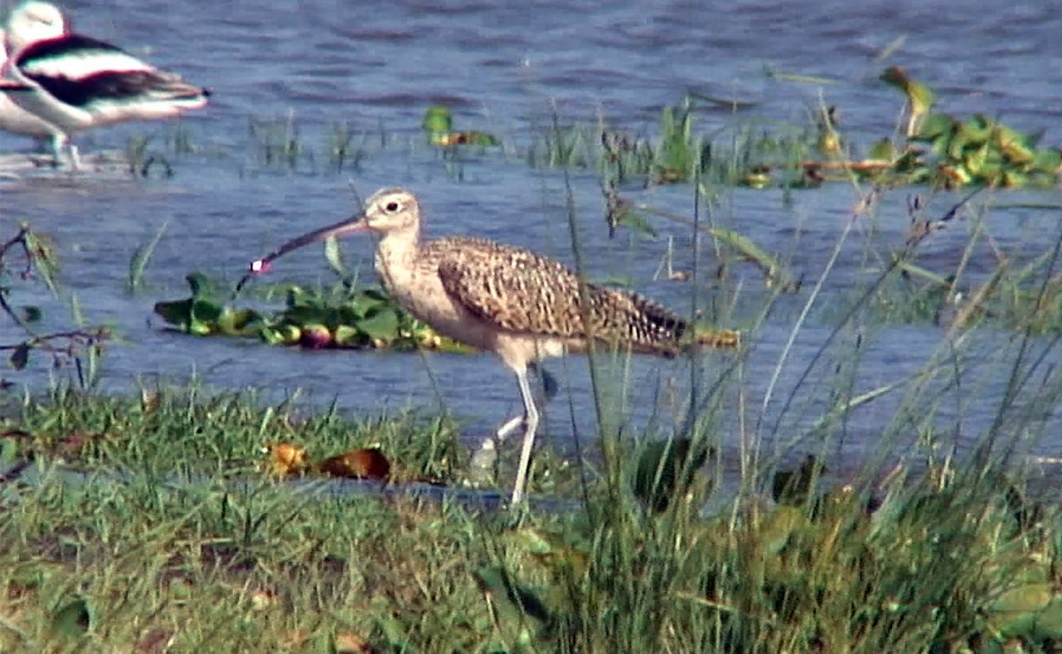 Long-billed Curlew - ML387918131