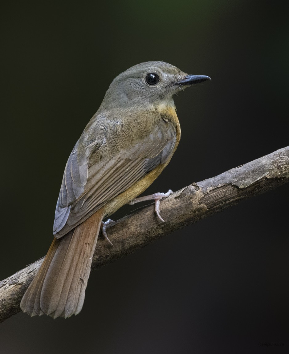 Pale-chinned Flycatcher - ML387919471