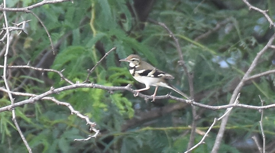 Forest Wagtail - ML387925171