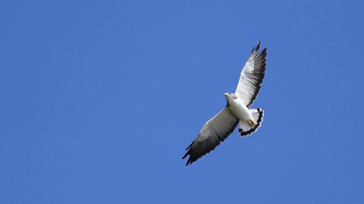 White-tailed Hawk - Soren Bentzen