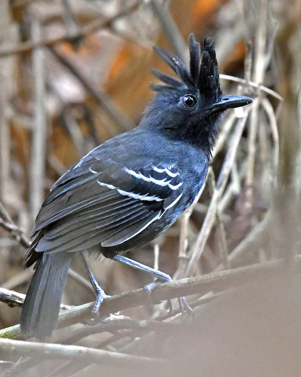 White-lined Antbird - ML387926041