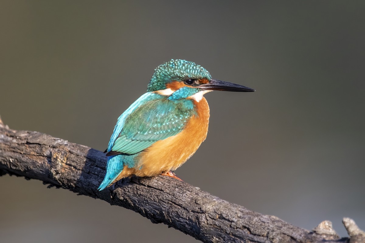 Common Kingfisher - Alexis Lours