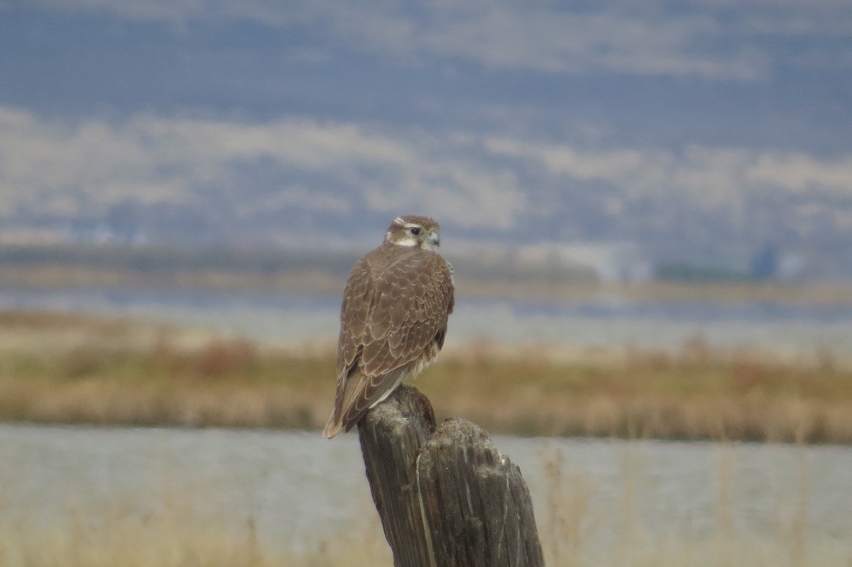 Prairie Falcon - Bryant Olsen