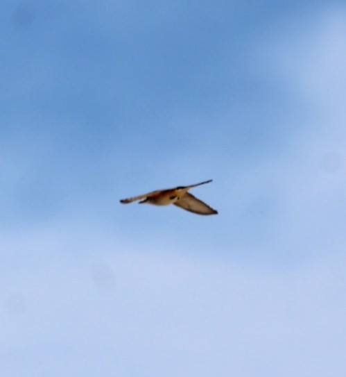 Scissor-tailed Flycatcher - ML387929141