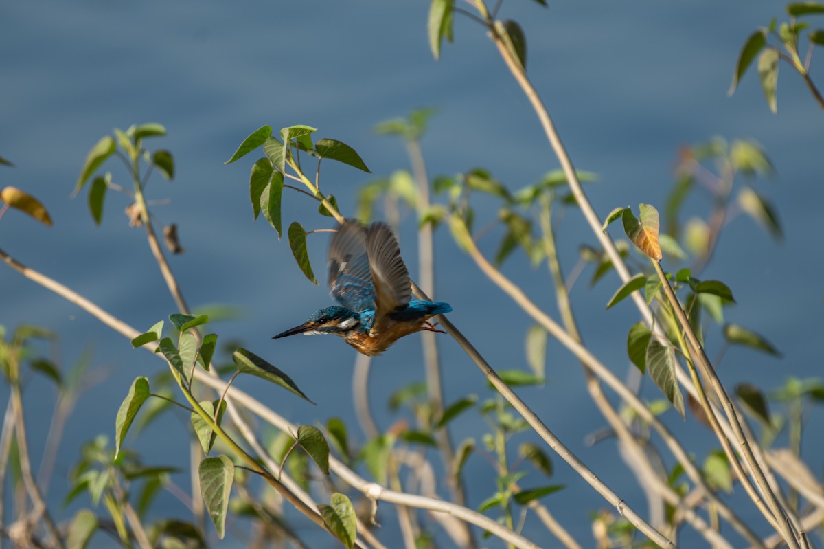Common Kingfisher - ML387930451