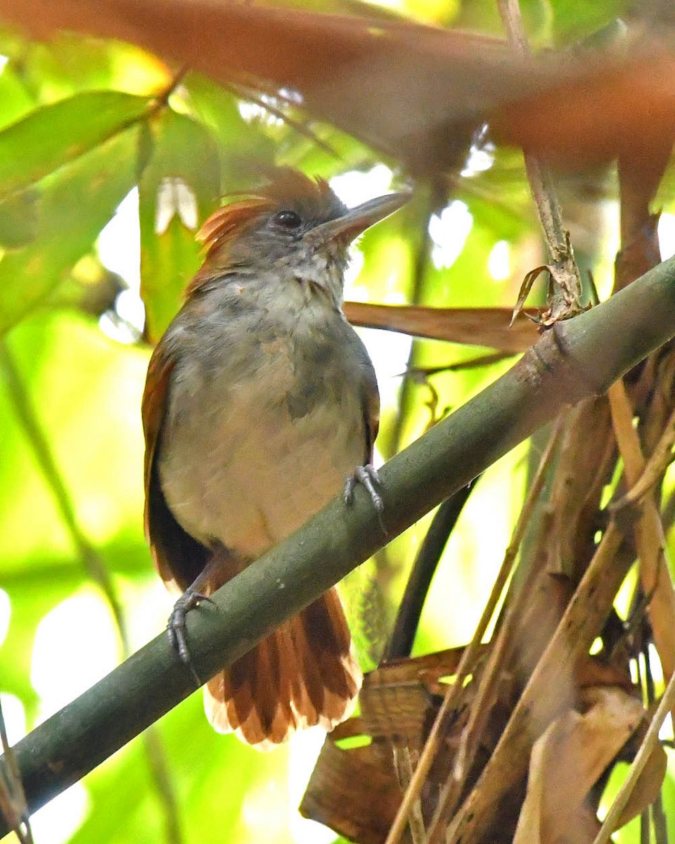 White-lined Antbird - ML387930841