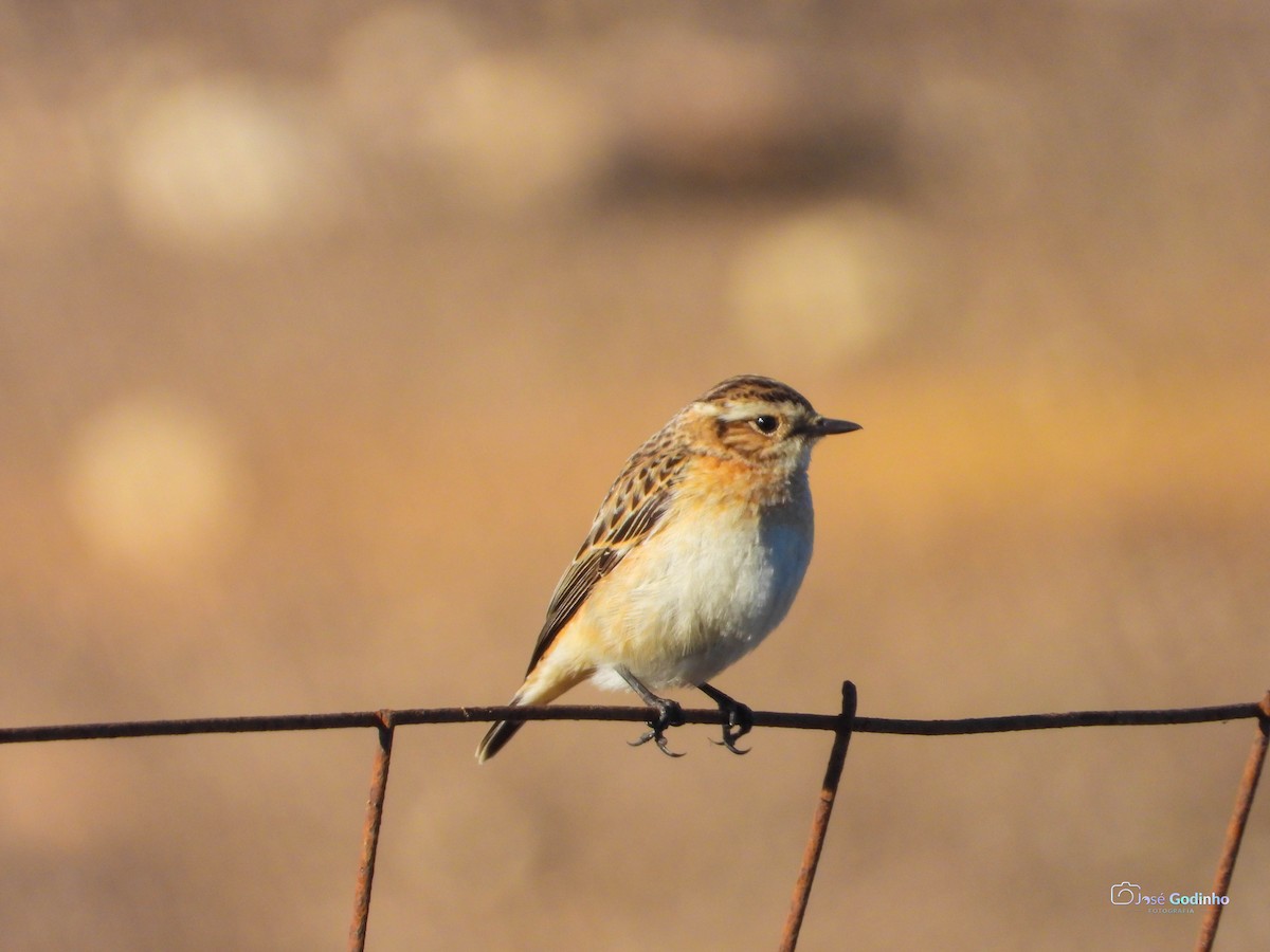 Whinchat - ML387931561
