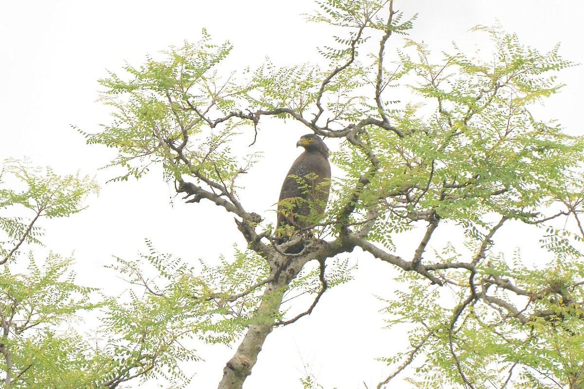 Crested Serpent-Eagle - ML387934931