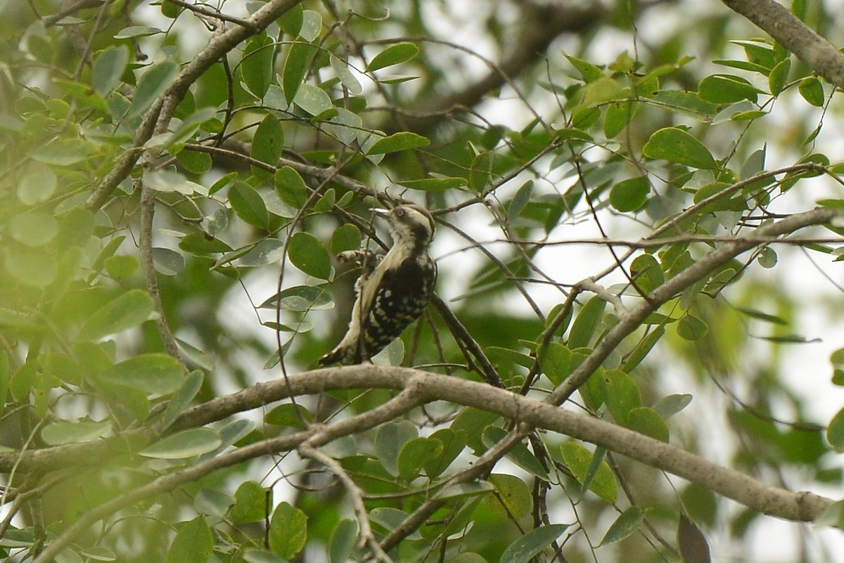 Brown-capped Pygmy Woodpecker - ML387935141