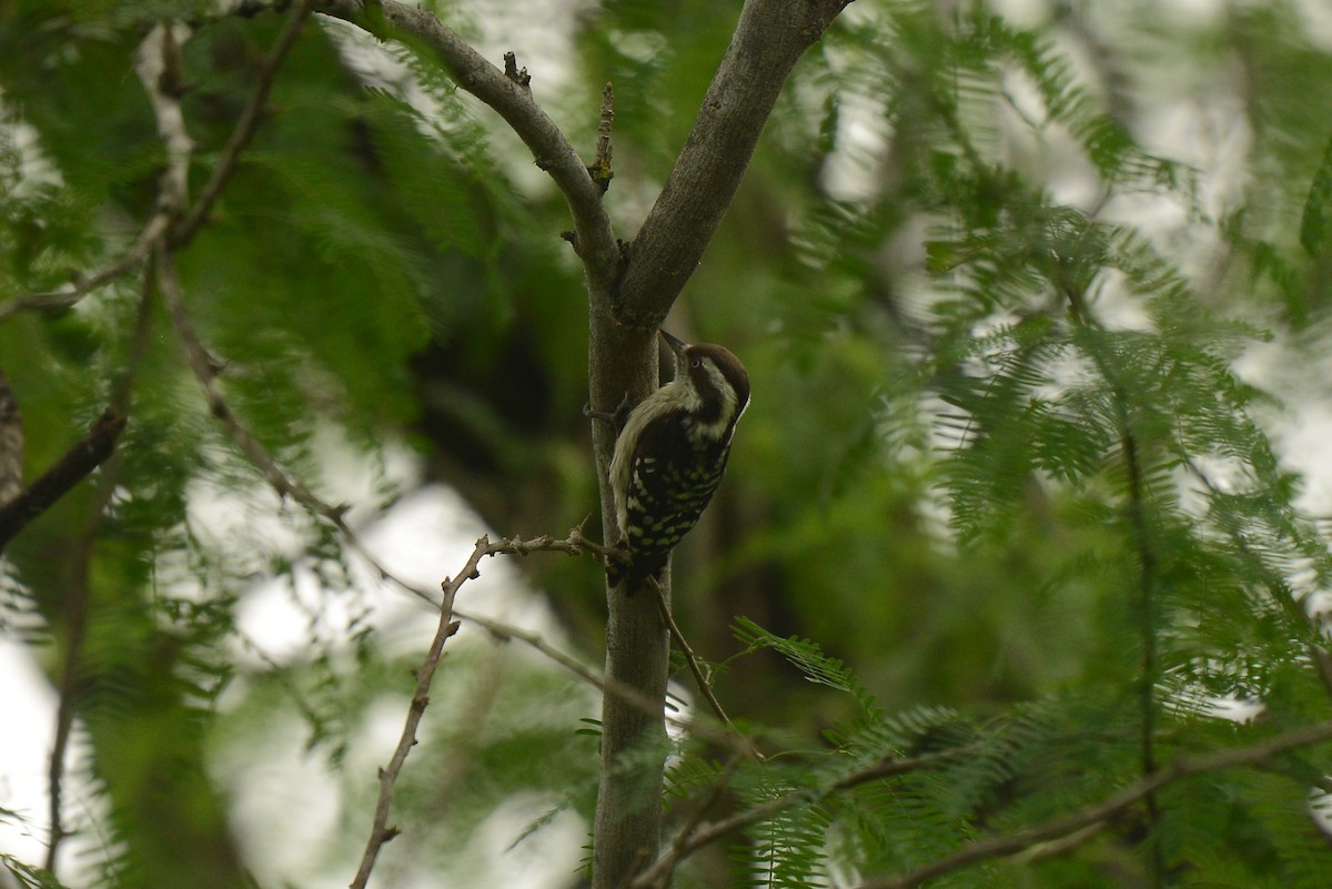 Brown-capped Pygmy Woodpecker - ML387935151