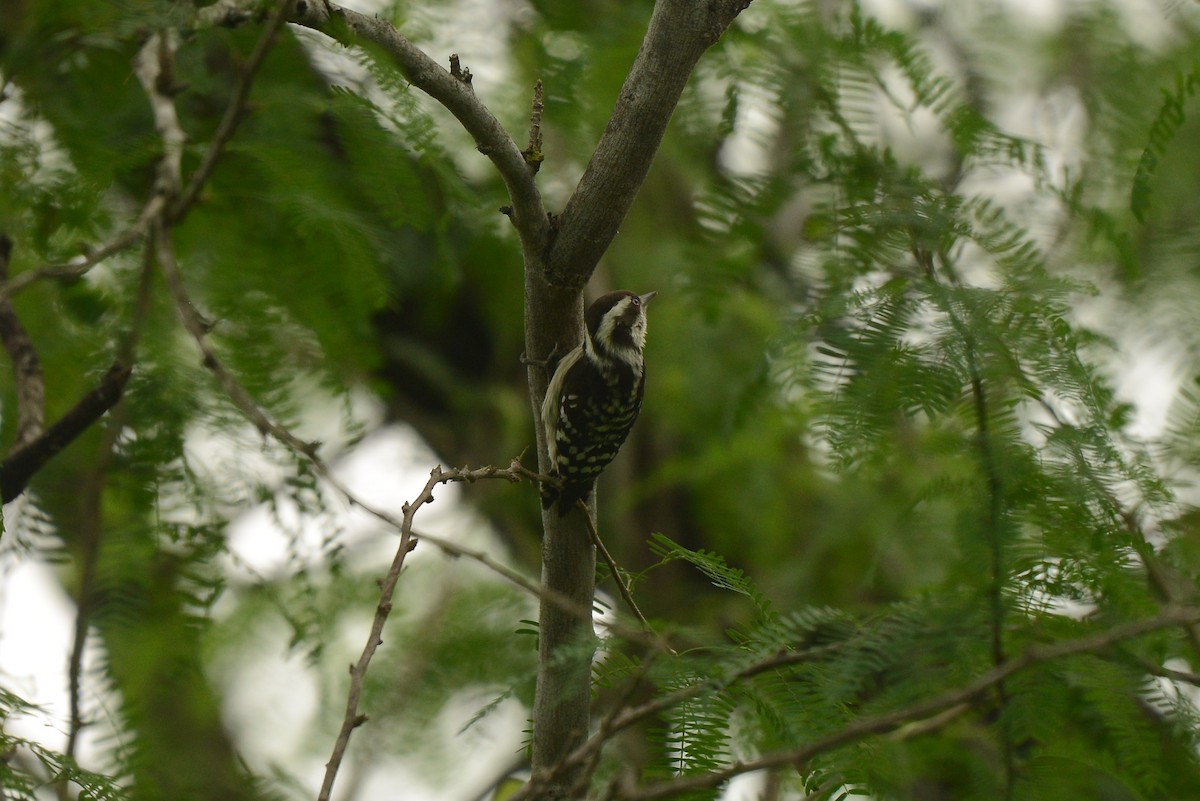 Brown-capped Pygmy Woodpecker - ML387935161