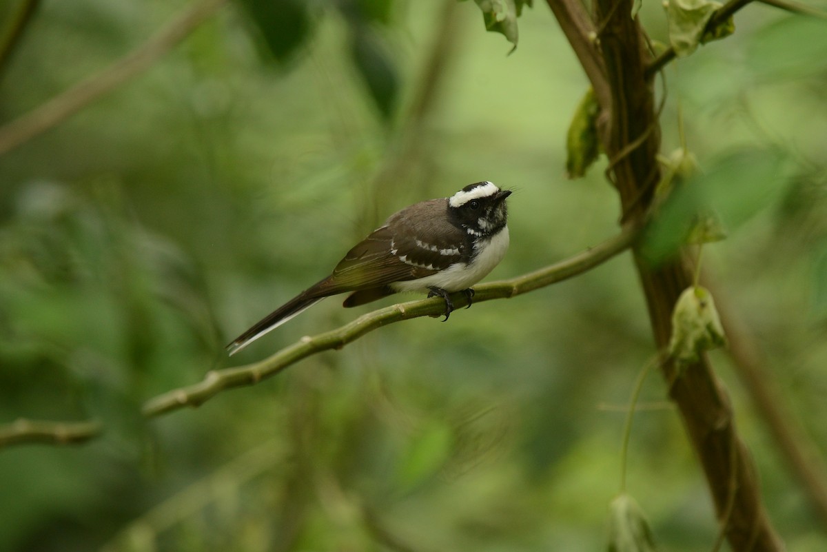 White-browed Fantail - ML387935981