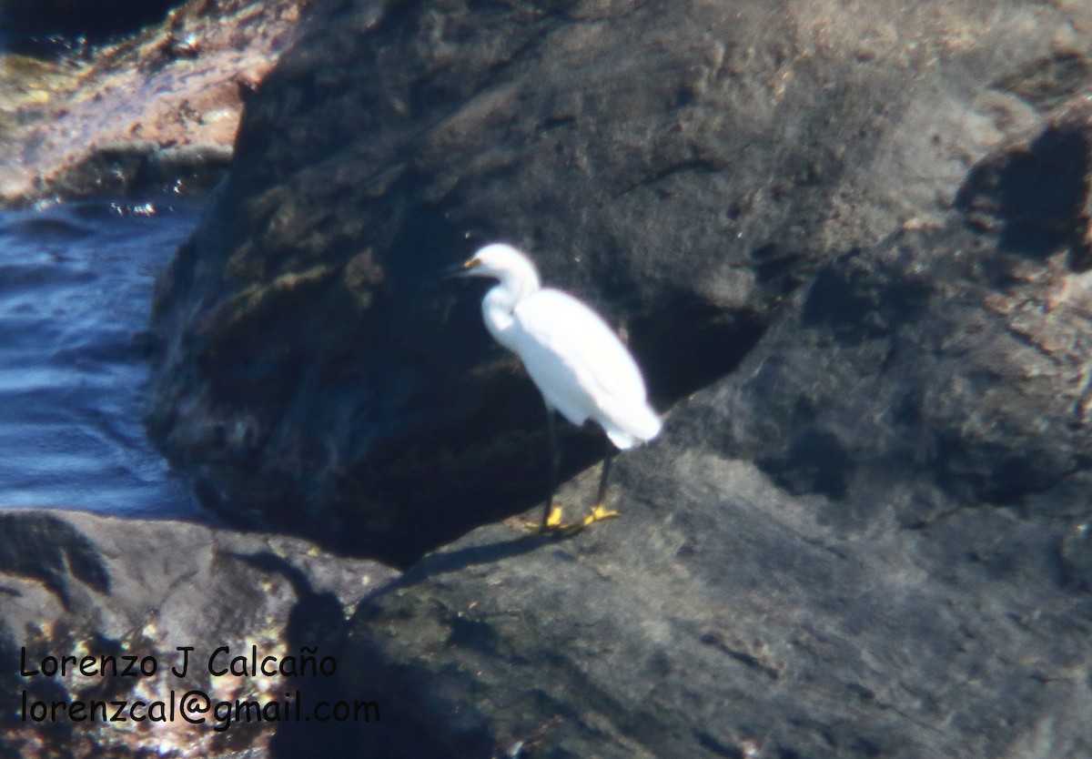 Snowy Egret - ML387936661