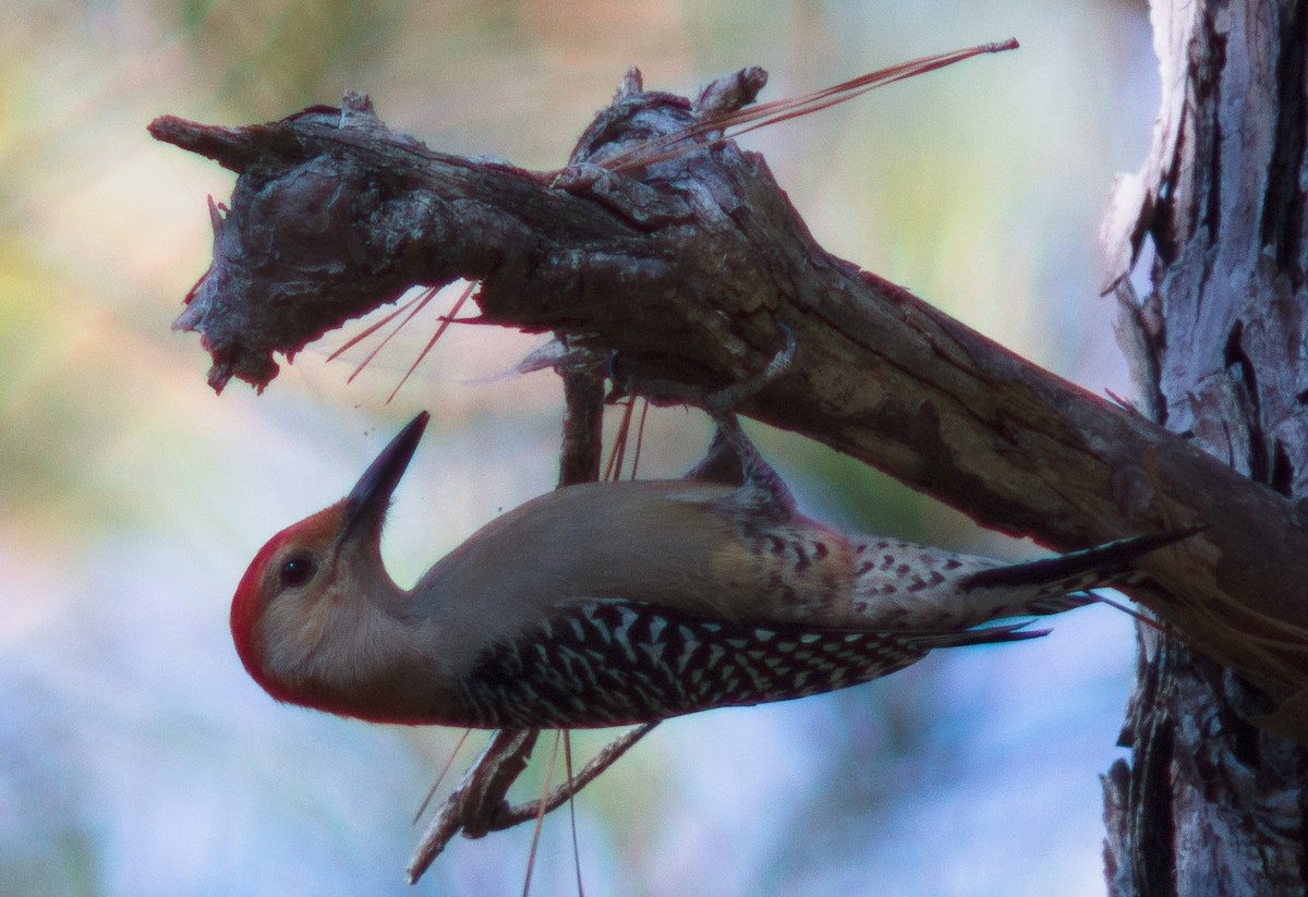 Red-bellied Woodpecker - Jacob Flynn