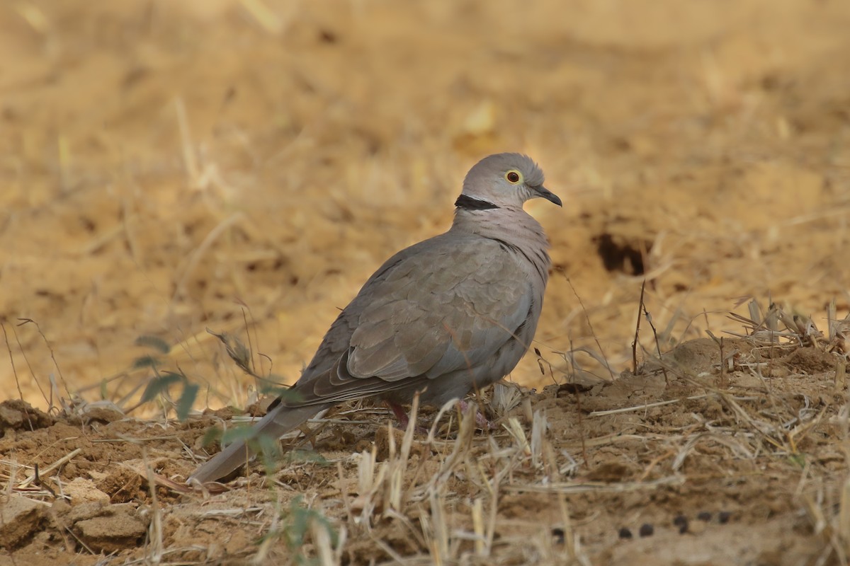 Burmese Collared-Dove - ML387938881