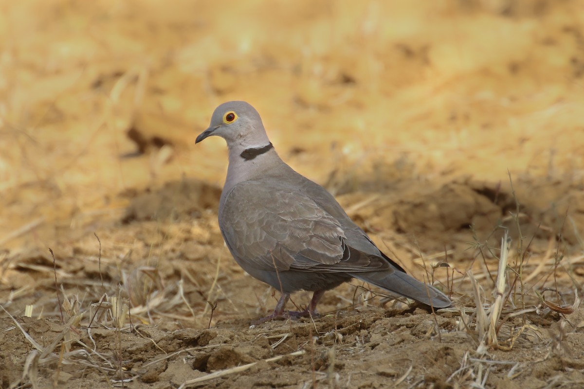 Burmese Collared-Dove - ML387938901
