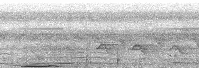 holub pásochvostý - ML38794