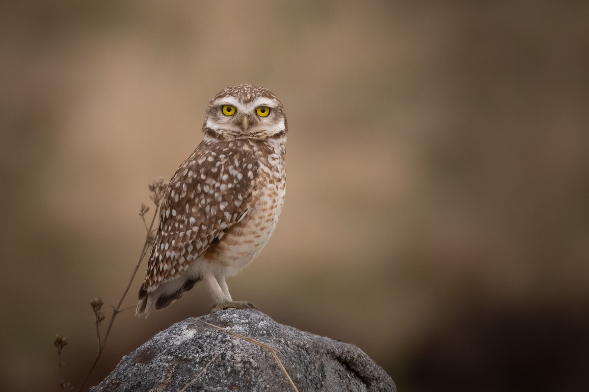 Burrowing Owl - Pablo Re