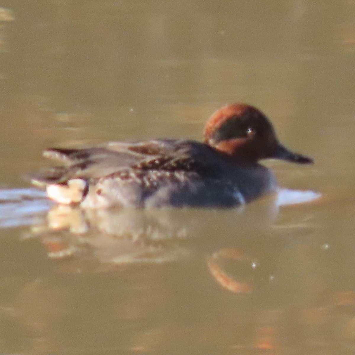 Green-winged Teal - Vicki Nebes