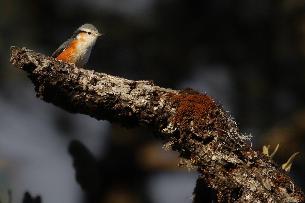 White-browed Nuthatch - ML387943391