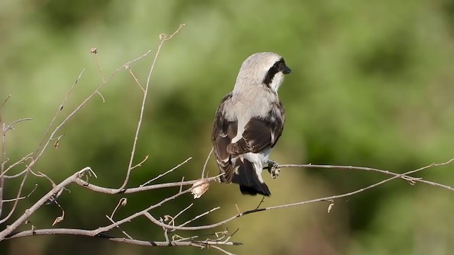 Gray-backed Fiscal - ML387943661