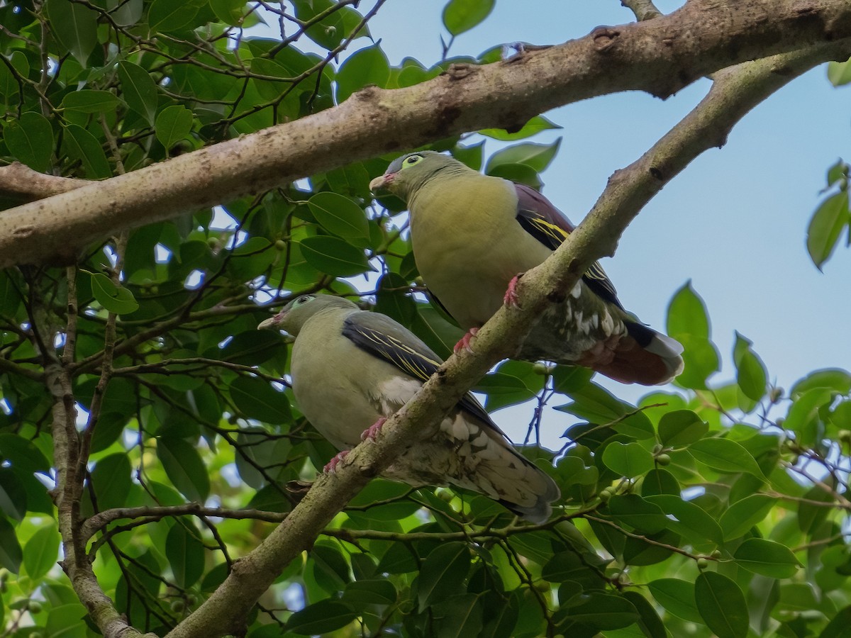 Thick-billed Green-Pigeon - ML387946921