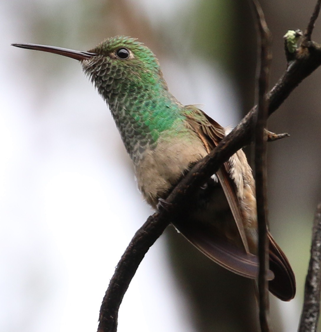 Berylline Hummingbird - Don Coons