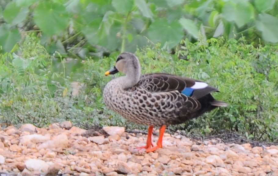 Indian Spot-billed Duck - ML387957451